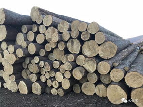 綏芬河匯道經貿 深耕木材與服飾，熱銷產品連通南北市場